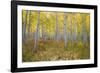 Aspen Trees in a Forest, Maroon Bells, Maroon Creek Valley, Aspen, Pitkin County, Colorado, USA-null-Framed Photographic Print