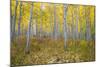 Aspen Trees in a Forest, Maroon Bells, Maroon Creek Valley, Aspen, Pitkin County, Colorado, USA-null-Mounted Photographic Print
