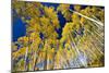 Aspen Trees in a Forest, Maroon Bells, Maroon Creek Valley, Aspen, Pitkin County, Colorado, USA-null-Mounted Photographic Print