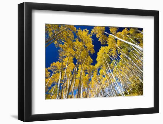 Aspen Trees in a Forest, Maroon Bells, Maroon Creek Valley, Aspen, Pitkin County, Colorado, USA-null-Framed Photographic Print