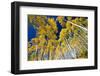 Aspen Trees in a Forest, Maroon Bells, Maroon Creek Valley, Aspen, Pitkin County, Colorado, USA-null-Framed Photographic Print