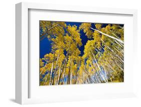 Aspen Trees in a Forest, Maroon Bells, Maroon Creek Valley, Aspen, Pitkin County, Colorado, USA-null-Framed Photographic Print