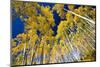 Aspen Trees in a Forest, Maroon Bells, Maroon Creek Valley, Aspen, Pitkin County, Colorado, USA-null-Mounted Photographic Print