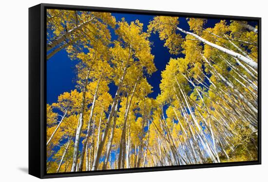 Aspen Trees in a Forest, Maroon Bells, Maroon Creek Valley, Aspen, Pitkin County, Colorado, USA-null-Framed Stretched Canvas