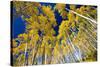 Aspen Trees in a Forest, Maroon Bells, Maroon Creek Valley, Aspen, Pitkin County, Colorado, USA-null-Stretched Canvas