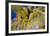 Aspen Trees in a Forest, Maroon Bells, Maroon Creek Valley, Aspen, Pitkin County, Colorado, USA-null-Framed Photographic Print