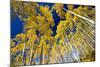 Aspen Trees in a Forest, Maroon Bells, Maroon Creek Valley, Aspen, Pitkin County, Colorado, USA-null-Mounted Photographic Print