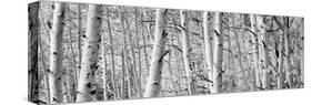 Aspen Trees in a Forest, Rock Creek Lake, California, USA-null-Stretched Canvas