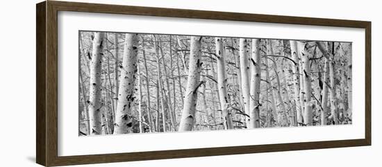 Aspen Trees in a Forest, Rock Creek Lake, California, USA-null-Framed Photographic Print