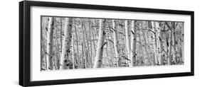 Aspen Trees in a Forest, Rock Creek Lake, California, USA-null-Framed Photographic Print