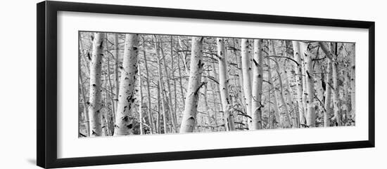 Aspen Trees in a Forest, Rock Creek Lake, California, USA-null-Framed Photographic Print