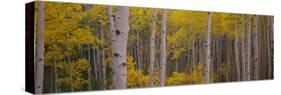 Aspen Trees in a Forest, Telluride, San Miguel County, Colorado, USA-null-Stretched Canvas