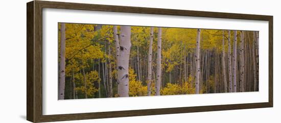 Aspen Trees in a Forest, Telluride, San Miguel County, Colorado, USA-null-Framed Photographic Print