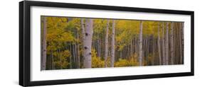 Aspen Trees in a Forest, Telluride, San Miguel County, Colorado, USA-null-Framed Photographic Print