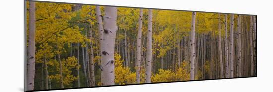 Aspen Trees in a Forest, Telluride, San Miguel County, Colorado, USA-null-Mounted Photographic Print