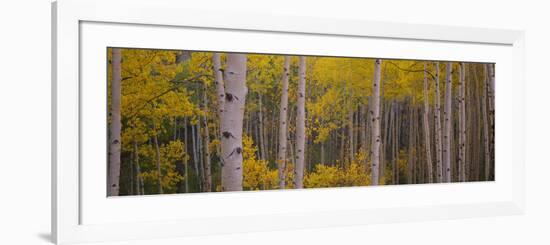 Aspen Trees in a Forest, Telluride, San Miguel County, Colorado, USA-null-Framed Photographic Print