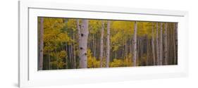 Aspen Trees in a Forest, Telluride, San Miguel County, Colorado, USA-null-Framed Photographic Print