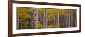 Aspen Trees in a Forest, Telluride, San Miguel County, Colorado, USA-null-Framed Photographic Print