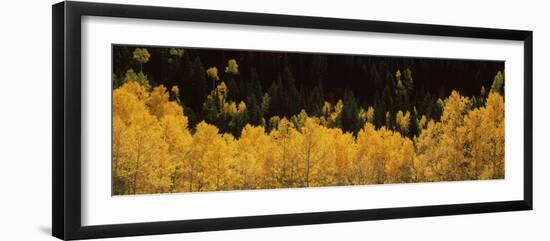 Aspen Trees in a Forest, Telluride, San Miguel County, Colorado, USA-null-Framed Photographic Print