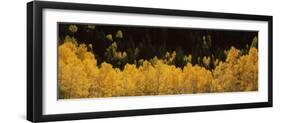 Aspen Trees in a Forest, Telluride, San Miguel County, Colorado, USA-null-Framed Photographic Print