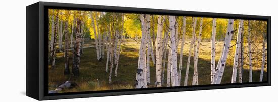 Aspen Trees in a Forest, Telluride, San Miguel County, Colorado, USA-null-Framed Stretched Canvas
