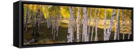 Aspen Trees in a Forest, Telluride, San Miguel County, Colorado, USA-null-Framed Stretched Canvas