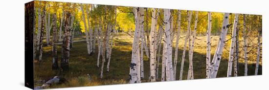 Aspen Trees in a Forest, Telluride, San Miguel County, Colorado, USA-null-Stretched Canvas