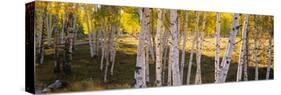 Aspen Trees in a Forest, Telluride, San Miguel County, Colorado, USA-null-Stretched Canvas