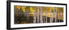 Aspen Trees in a Forest, Telluride, San Miguel County, Colorado, USA-null-Framed Photographic Print