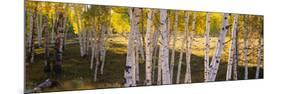 Aspen Trees in a Forest, Telluride, San Miguel County, Colorado, USA-null-Mounted Photographic Print