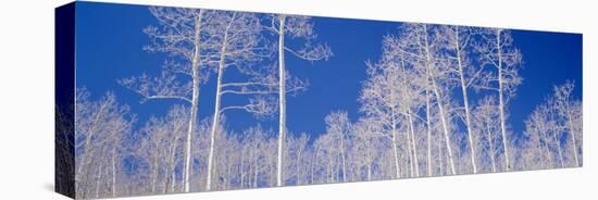 Aspen Trees in a Forest, Utah, USA-null-Stretched Canvas