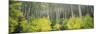 Aspen Trees in a Forest, Utah, USA-null-Mounted Photographic Print