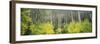 Aspen Trees in a Forest, Utah, USA-null-Framed Photographic Print