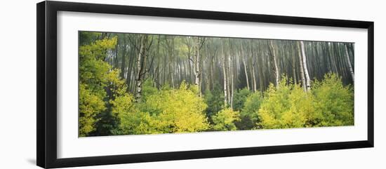 Aspen Trees in a Forest, Utah, USA-null-Framed Photographic Print