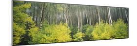 Aspen Trees in a Forest, Utah, USA-null-Mounted Photographic Print