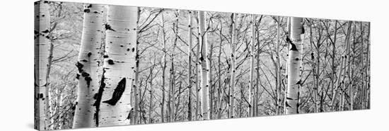 Aspen Trees in a Forest-null-Stretched Canvas