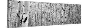 Aspen Trees in a Forest-null-Stretched Canvas