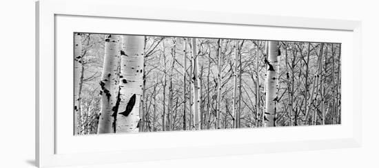 Aspen Trees in a Forest-null-Framed Photographic Print