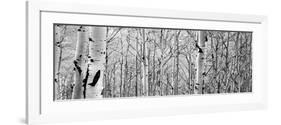 Aspen Trees in a Forest-null-Framed Photographic Print