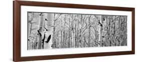 Aspen Trees in a Forest-null-Framed Photographic Print