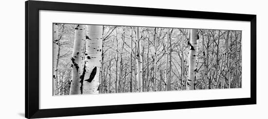 Aspen Trees in a Forest-null-Framed Photographic Print