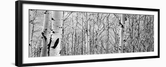 Aspen Trees in a Forest-null-Framed Premium Photographic Print