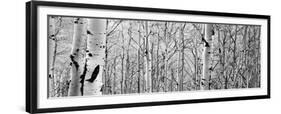 Aspen Trees in a Forest-null-Framed Premium Photographic Print