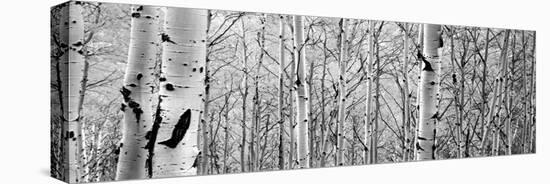 Aspen Trees in a Forest-null-Stretched Canvas