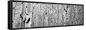 Aspen Trees in a Forest-null-Framed Stretched Canvas