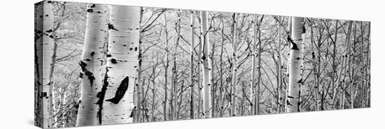 Aspen Trees in a Forest-null-Stretched Canvas