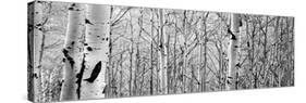 Aspen Trees in a Forest-null-Stretched Canvas