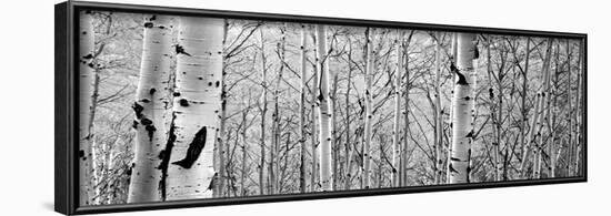 Aspen Trees in a Forest-null-Framed Photographic Print