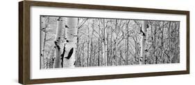 Aspen Trees in a Forest-null-Framed Photographic Print