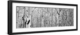 Aspen Trees in a Forest-null-Framed Photographic Print